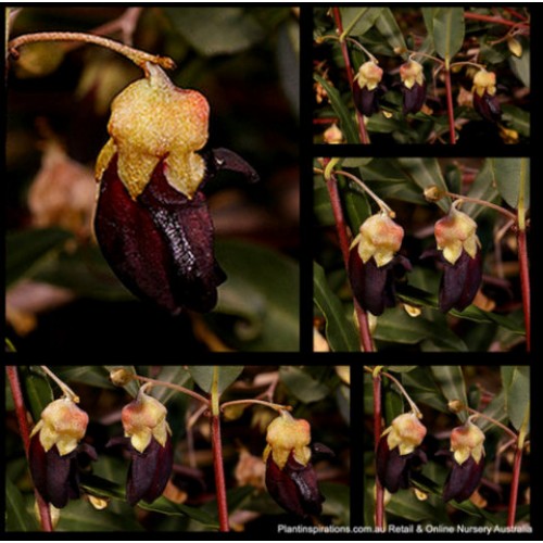 Gastrolobium sericeum Black 1 Swan River Pea Plants Brachysema